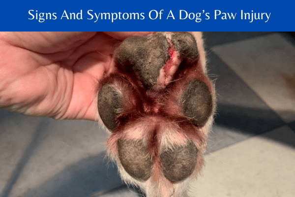 The signs and symptoms of a dog’s paw injury