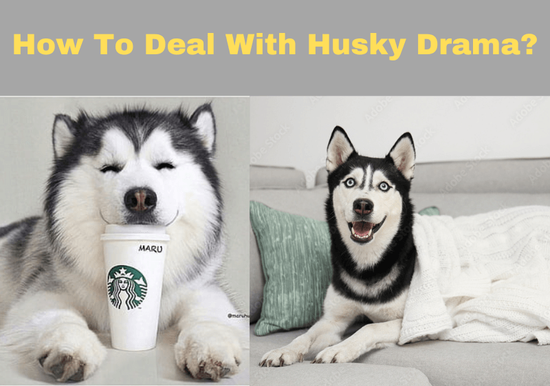 How to deal with husky drama?