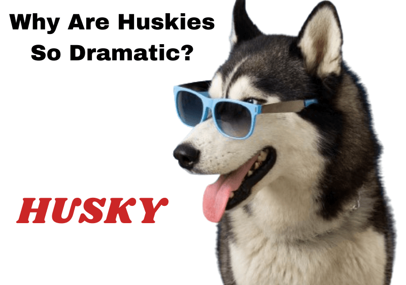 Why Are Huskies So Dramatic?