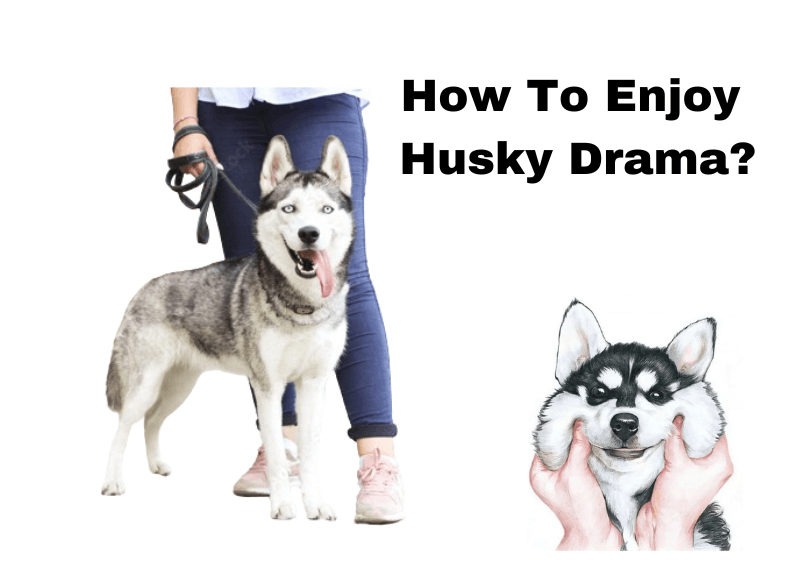 How to enjoy husky drama?