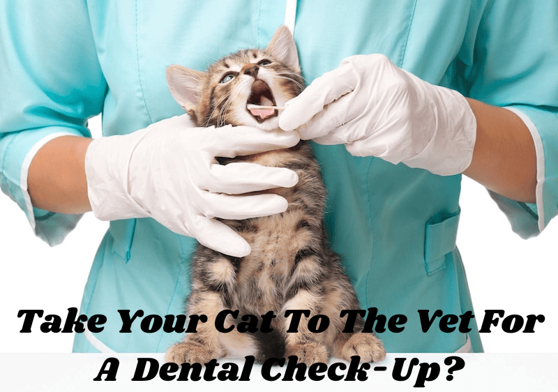 How often should I take my cat to the vet for a dental check-up?