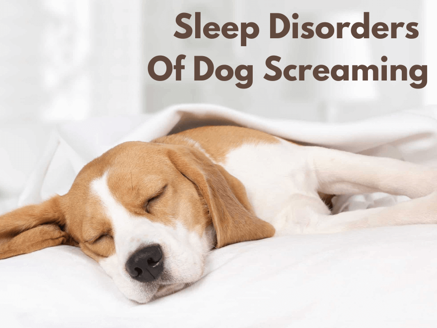 Sleep Disorders of dog screaming