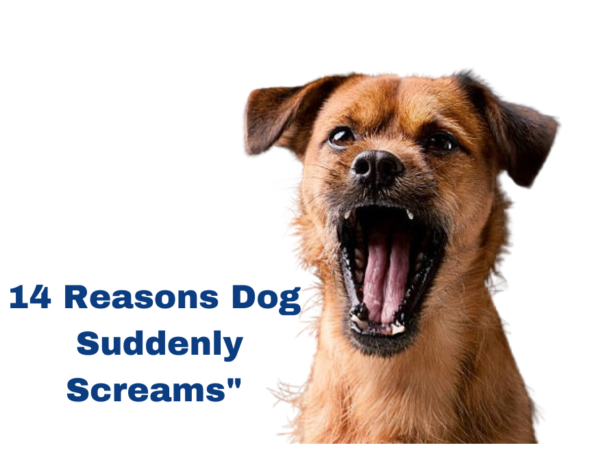 
14 Reasons Why Your Dog Suddenly Screams
