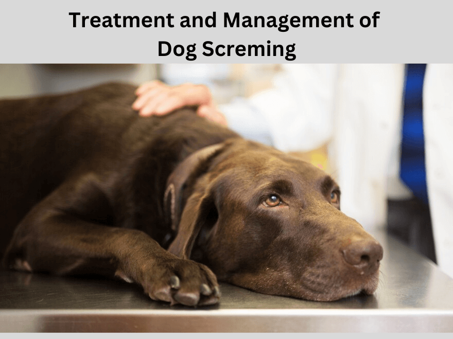 Treatment and Management of dog screaming