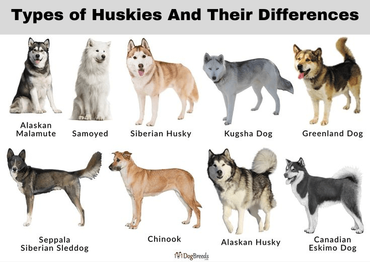 Types of Huskies and Their Differences