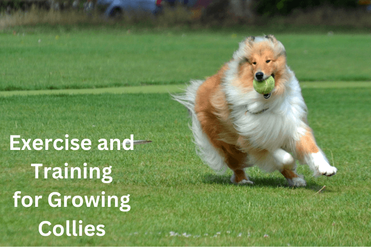 
Exercise and Training for Growing Collies
