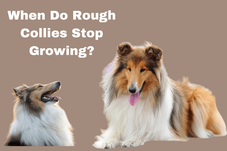 When Do Rough Collies Stop Growing?