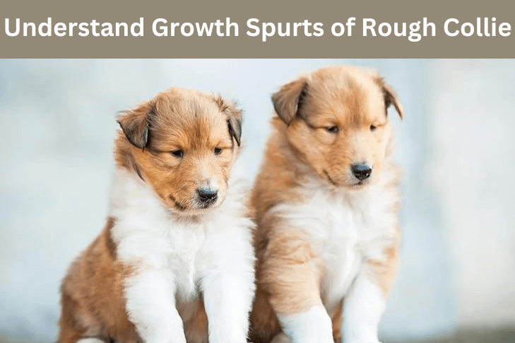 Understanding Growth Spurts of Rough Collie