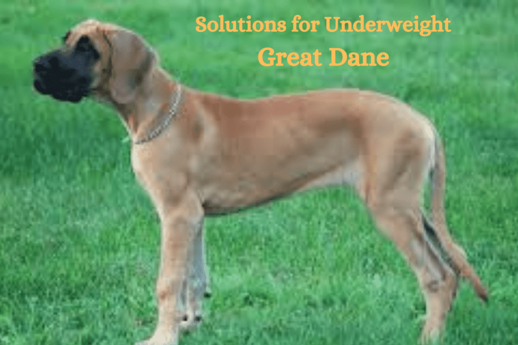 Solutions for Underweight Great Dane