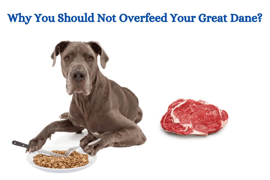 why you should not overfeed your Great Dane?