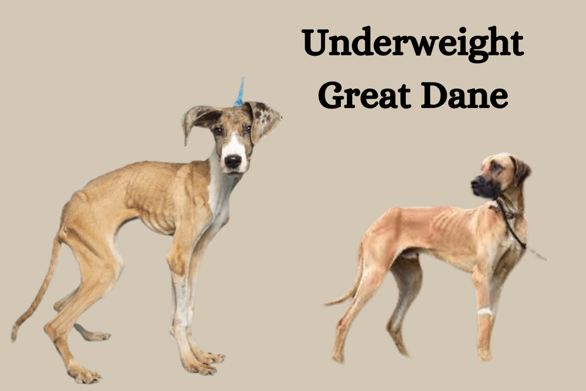 Underweight Great Dane