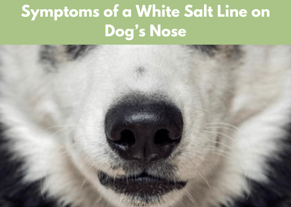 Symptoms and Effects of a White Salt Line on Dog’s Nose