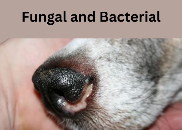 
Fungal and Bacterial Infections Caused by a White Salt Line on Dog's Nose
