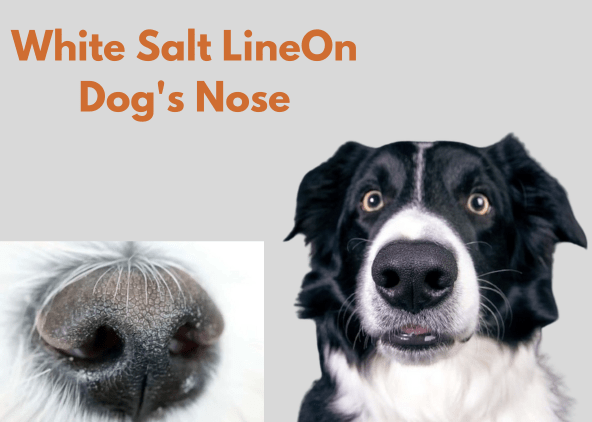 White Salt Line On Dog's Nose