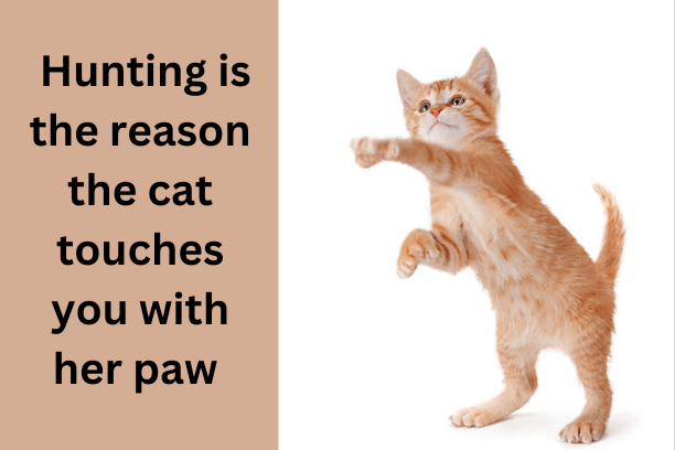 Hunting is the reason the cat touches you with her paw