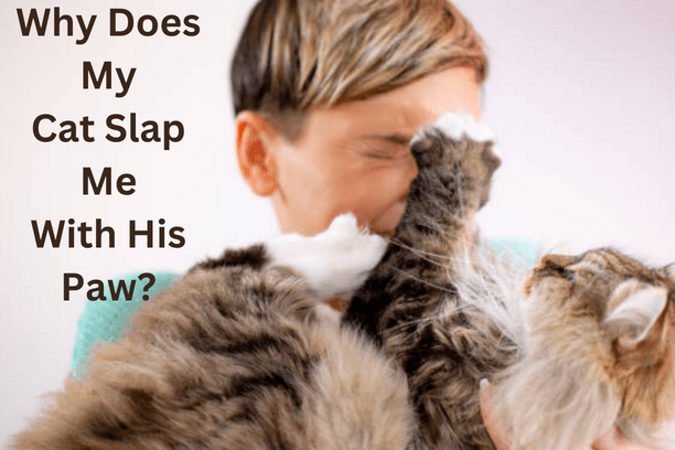 why does my cat slap me with his paw?