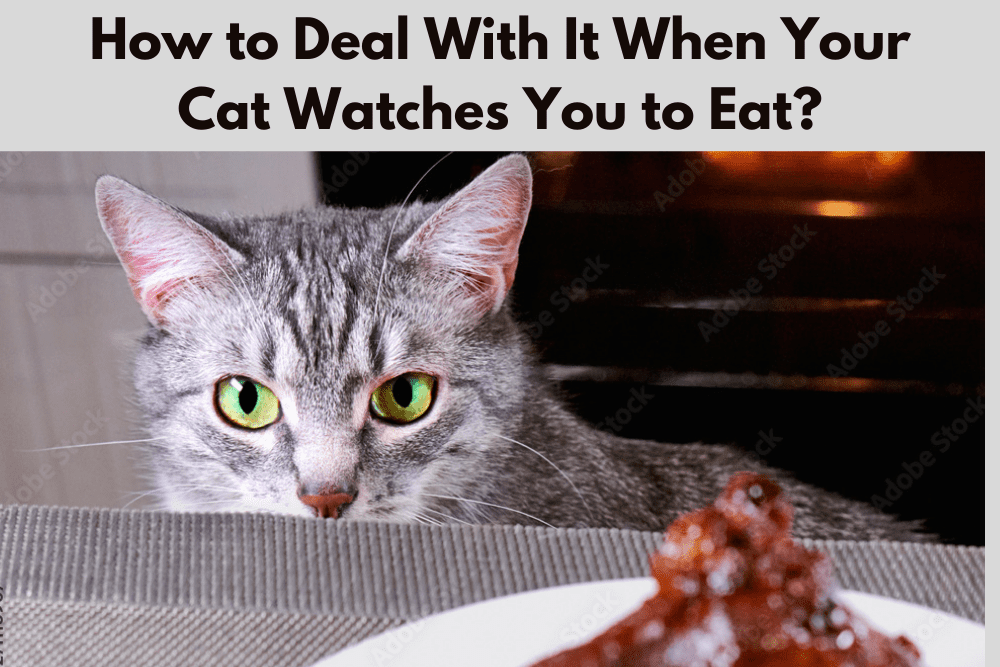 How to Deal With It When Your Cat Watches You to Eat?