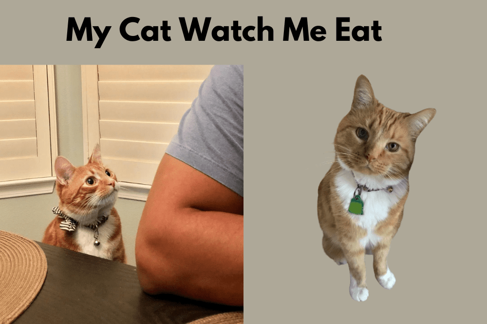 Why Does My Cat Watch Me Eat?