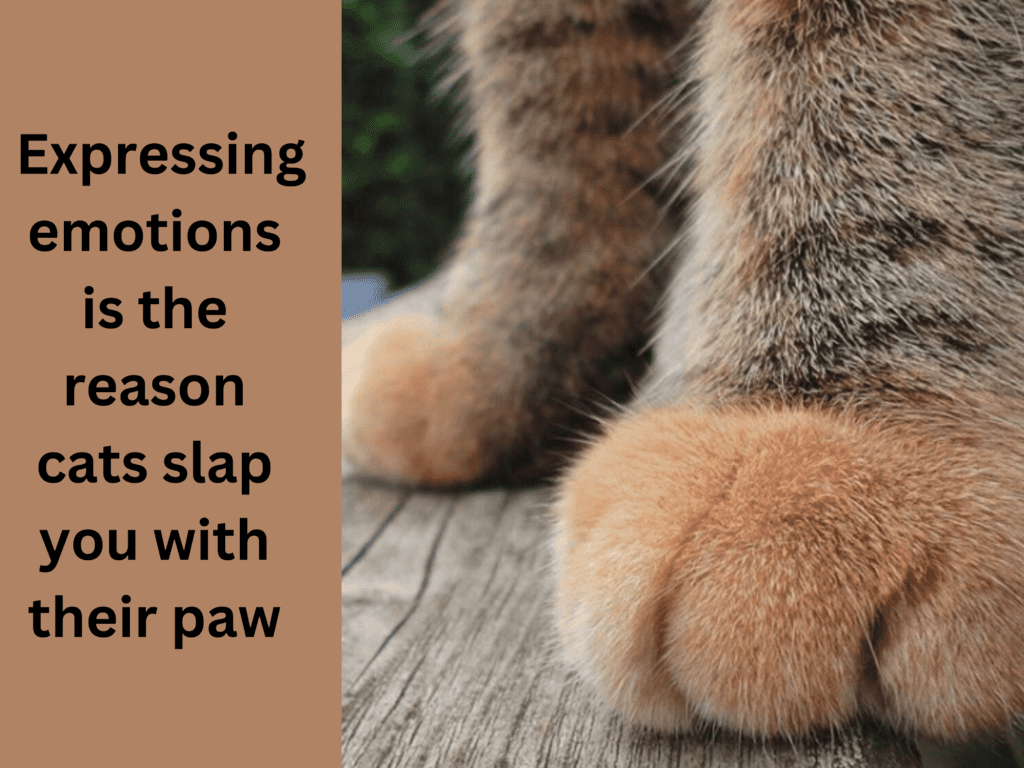 Expressing emotions is the reason cats slap you with their paw 