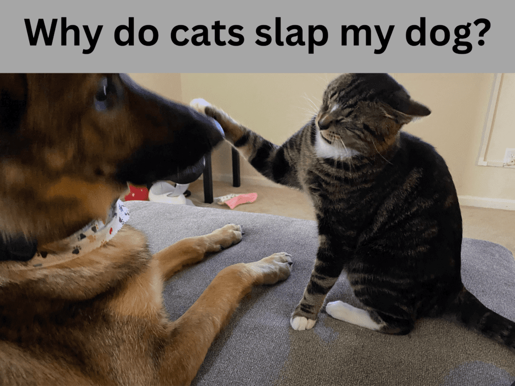 Why do cats slap my dog?