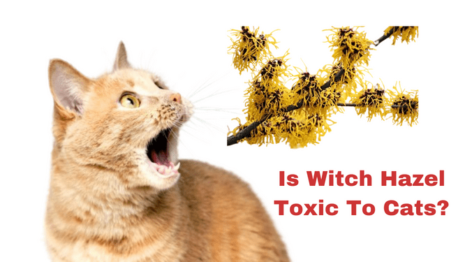 Is Witch Hazel Toxic To Cats?