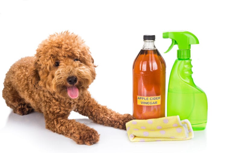 Natural and Homemade Methods to Kill Flea in Dogs