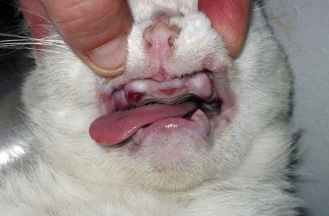 Cat with no teeth treatment