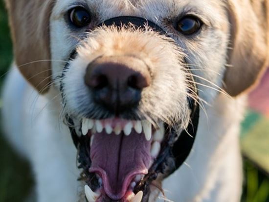 How to Prevent or Manage Cocker Spaniel Aggression