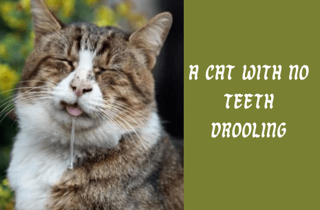 A cat with no teeth drooling