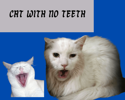 Cat with no teeth