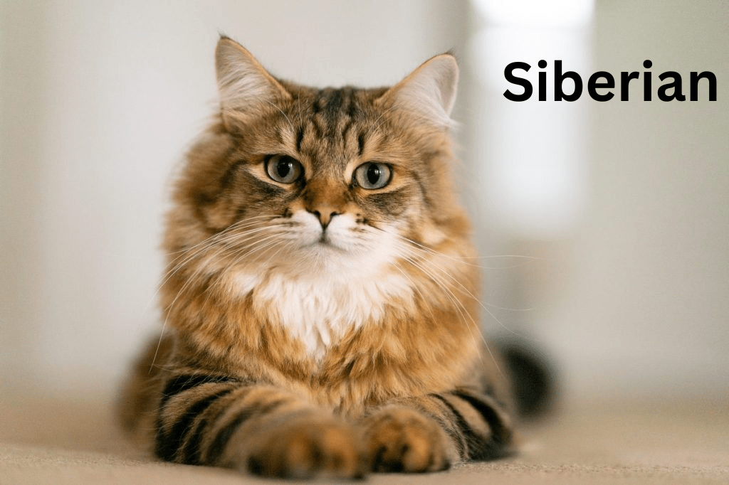 Siberian Hypoallergenic Cats