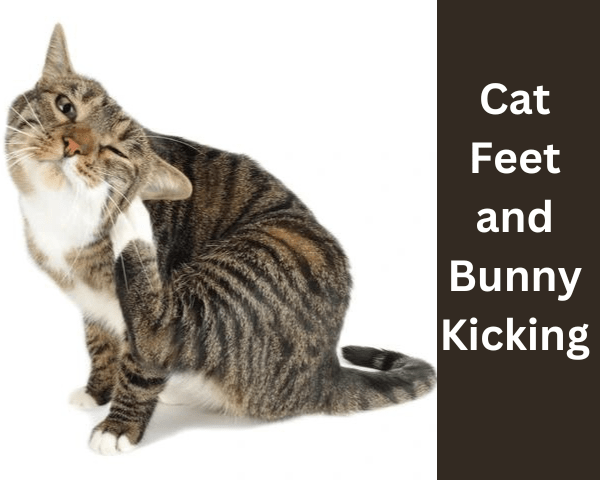 
Cat Feet and Bunny-Kicking
