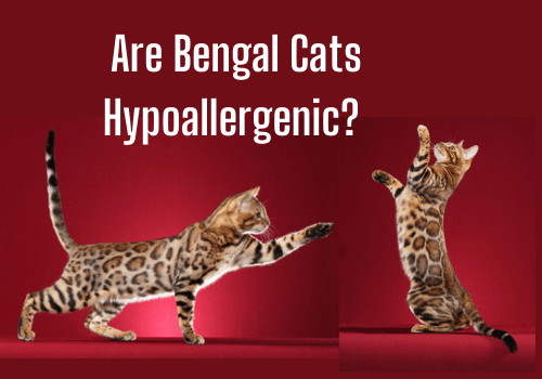 Are Bengal Cats Hypoallergenic?