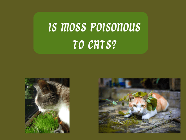 Is Moss Poisonous To Cats?