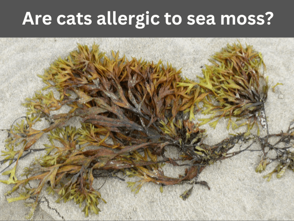 Are cats allergic to sea moss?