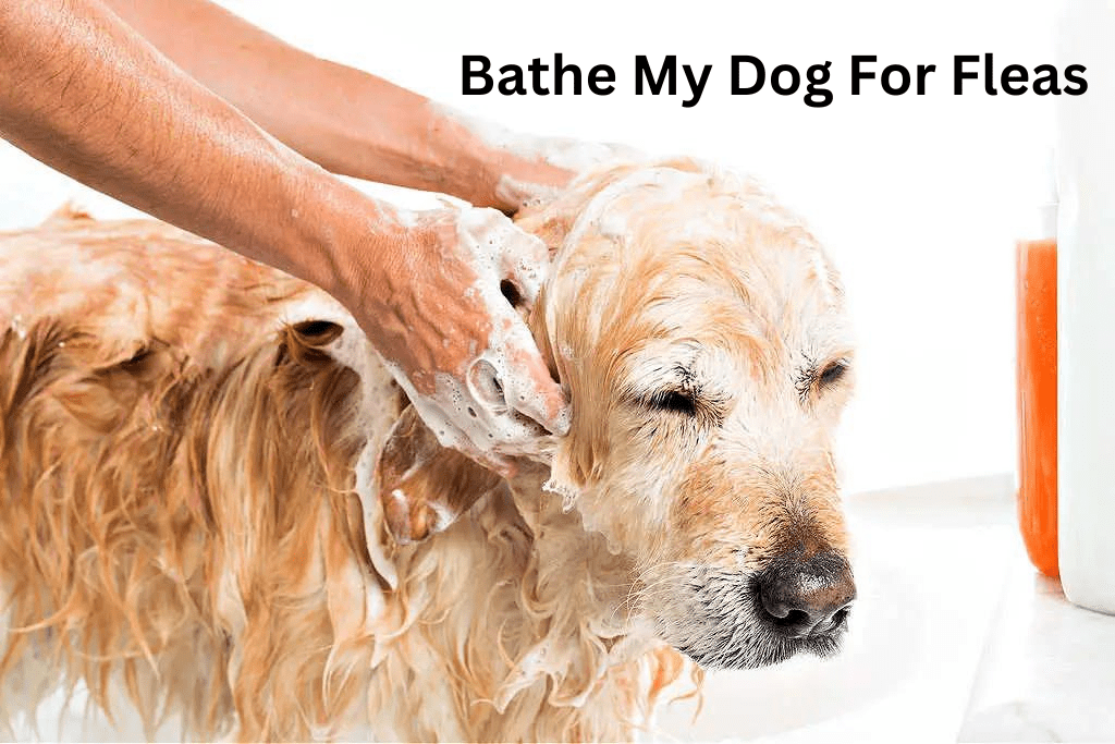 How do I bathe my dog for fleas?