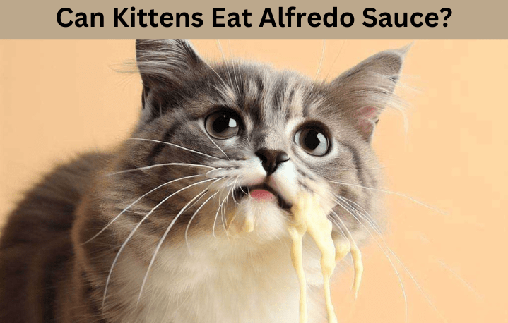 
Can Kittens Eat Alfredo Sauce?
