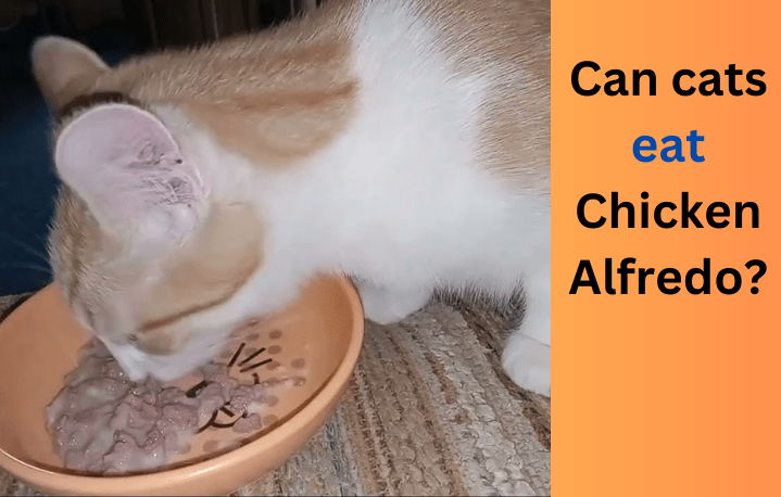 Can cats eat Chicken Alfredo?