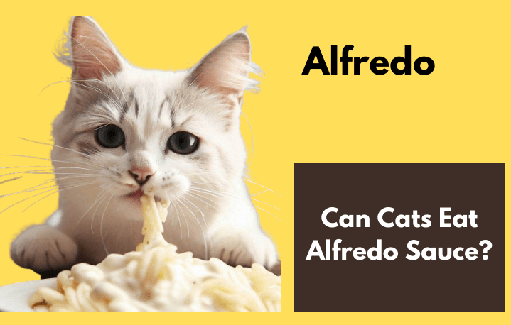 Can Cats Eat Alfredo Sauce?