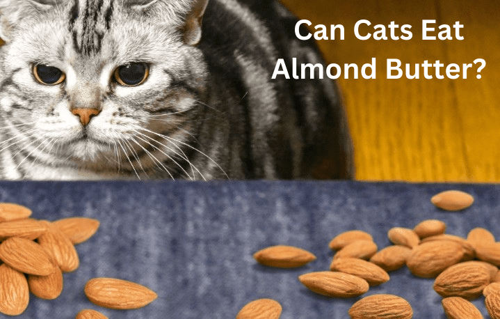 Can Cats Eat Almond Butter?