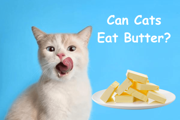 can cats eat butter?