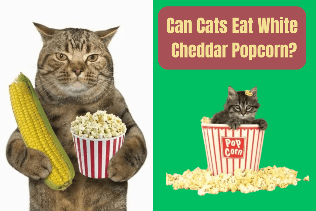 Can Cats Eat White Cheddar Popcorn?