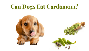 Can Dogs Eat Cardamom?