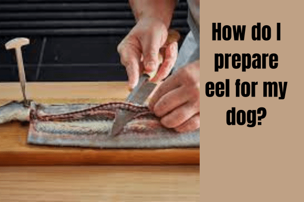 How do I prepare eel for my dog?