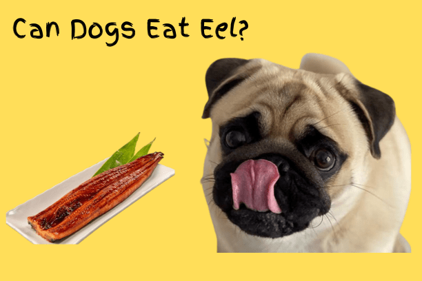 Can Dogs Eat Eel?