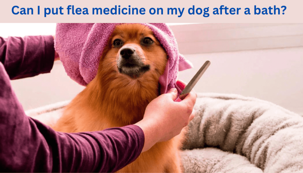 
Can I put flea medicine on my dog after a bath?
