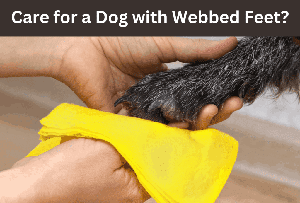 How to care for a dog with webbed feet?