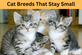 Cat Breeds That Stay Small