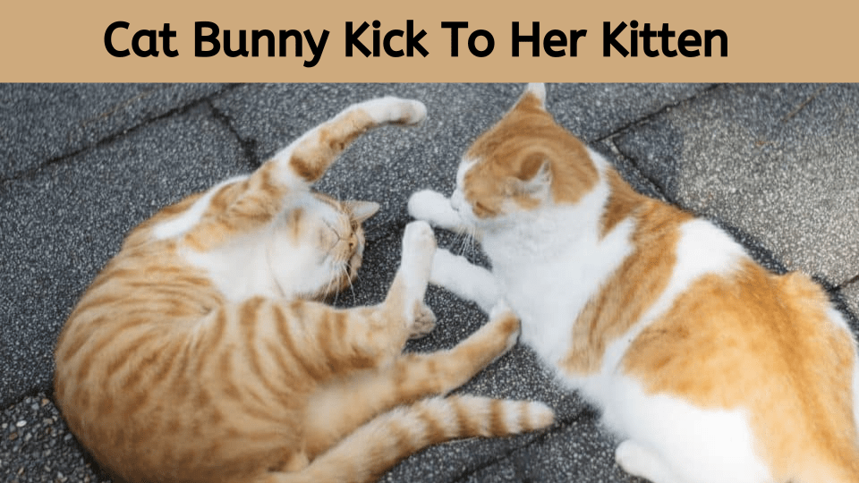 Why does my cat bunny kick her kitten?