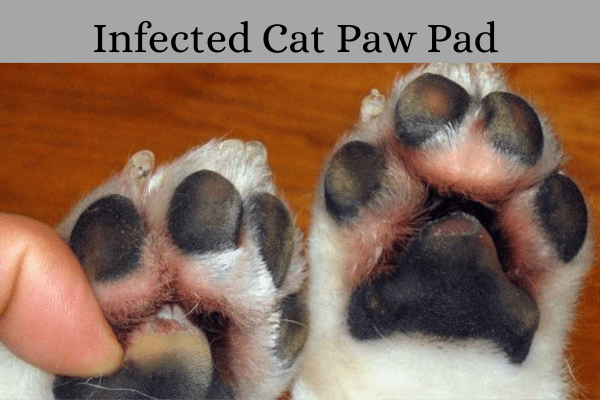 infected cat paw pad 